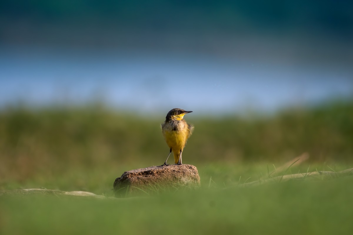 Western Yellow Wagtail (thunbergi) - ML405254561