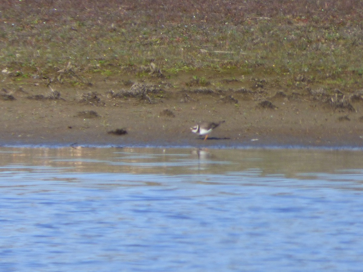 Common Ringed Plover - ML405254681