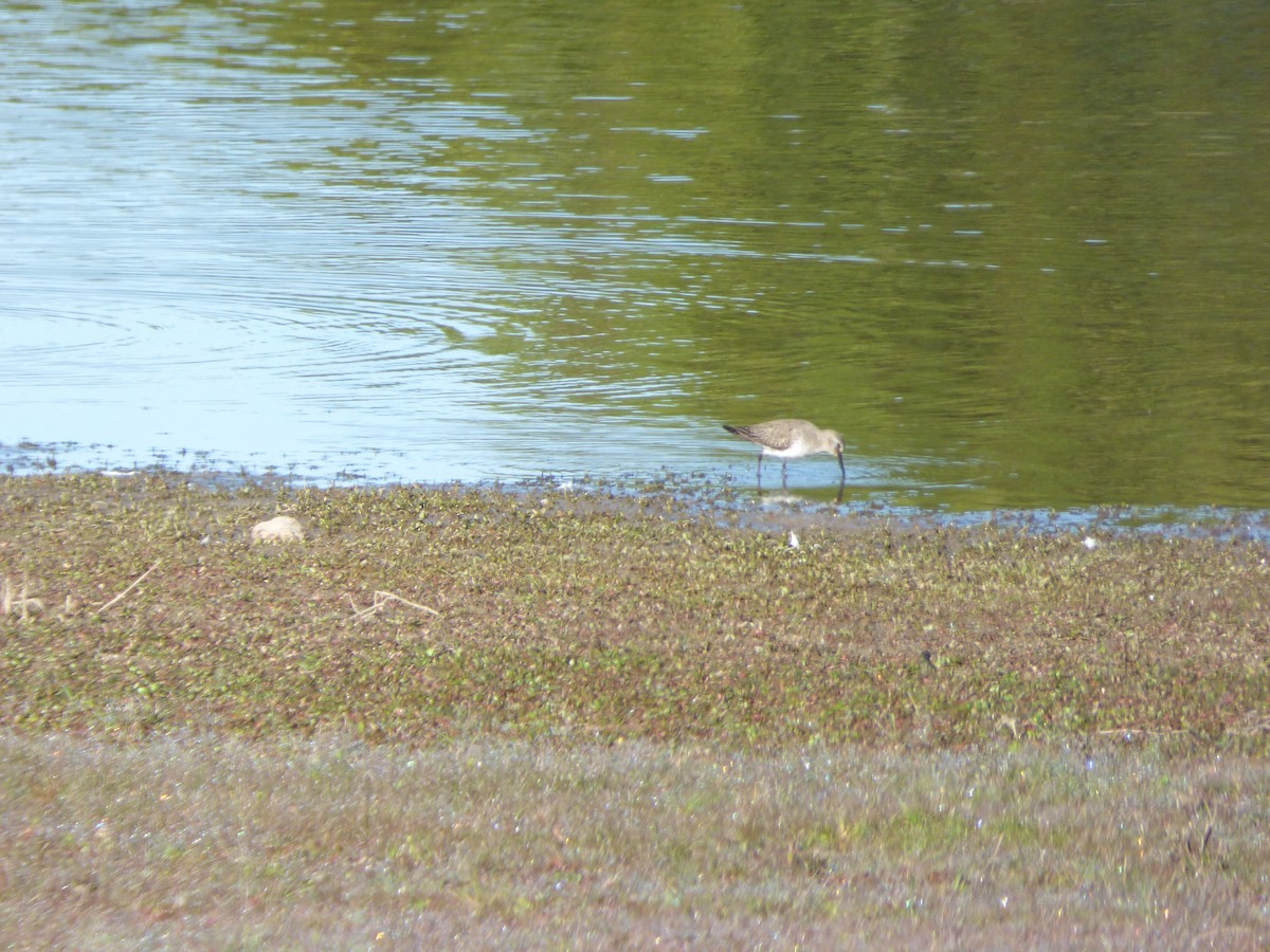 Dunlin - ML405254791