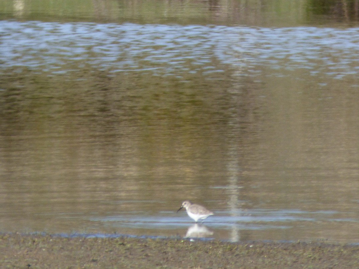 Dunlin - ML405254801