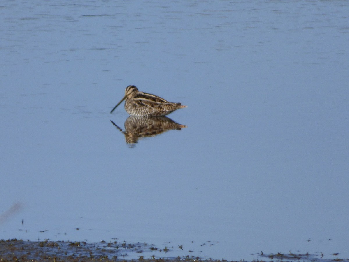 Common Snipe - ML405254831