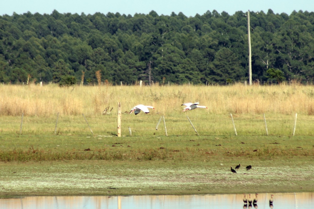 Coscoroba Swan - ML405255001