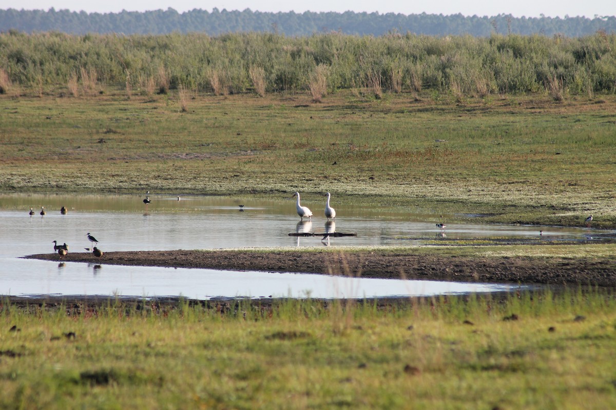 Coscoroba Swan - ML405255021