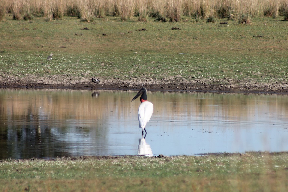 Jabirustorch - ML405255331