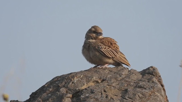 Ashy-crowned Sparrow-Lark - ML405255651