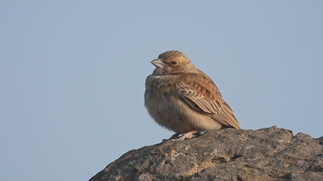 Ashy-crowned Sparrow-Lark - ML405256171