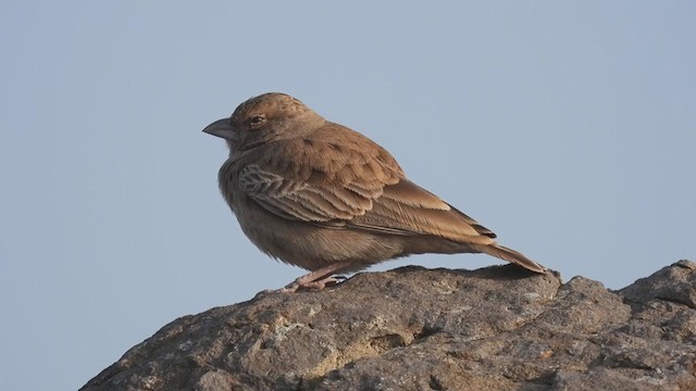 Ashy-crowned Sparrow-Lark - ML405256391