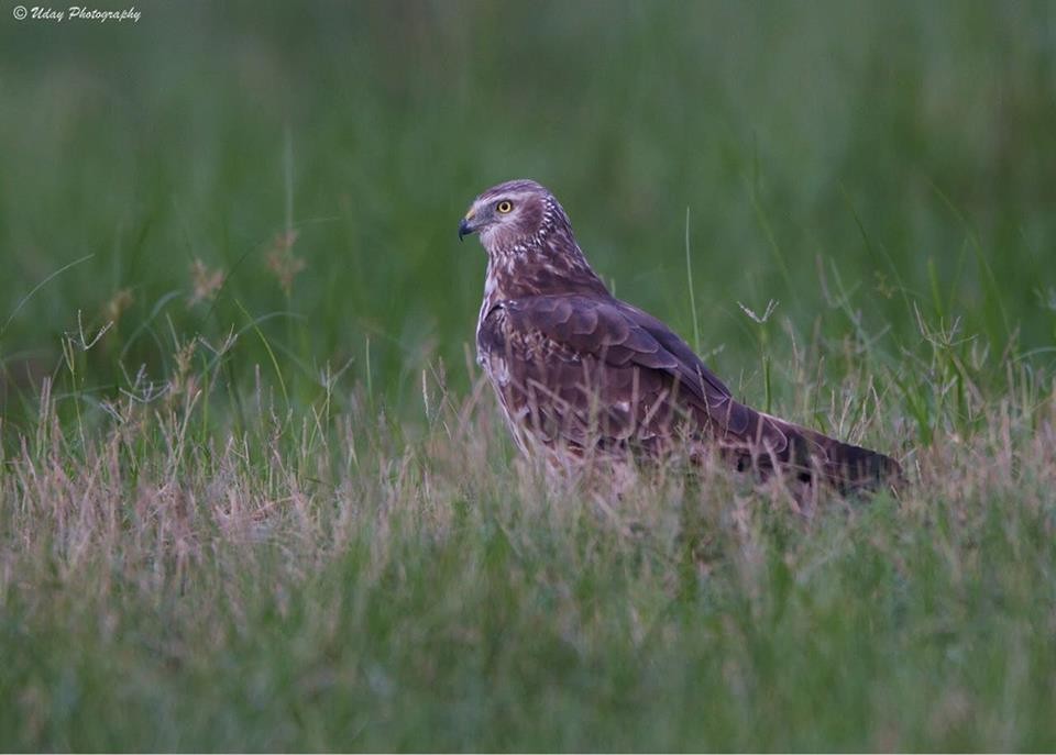 Pied Harrier - Vinoba Anand