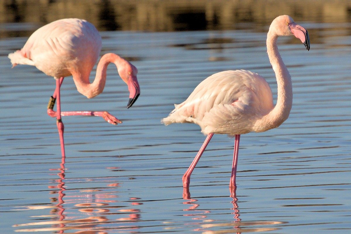 Greater Flamingo - Vicent Esteller | Doñana Wings Birding Tours