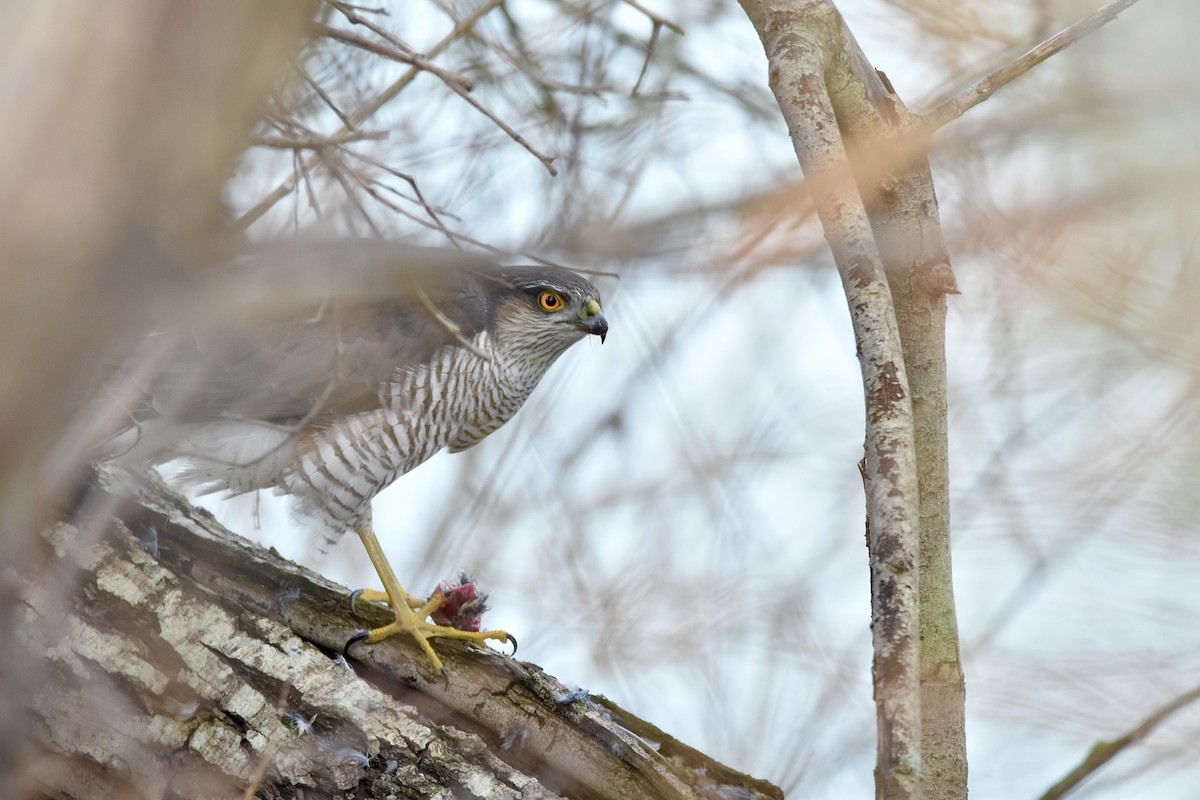 Eurasian Sparrowhawk - ML405260821