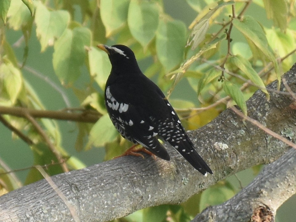 Pied Thrush - ML40526111