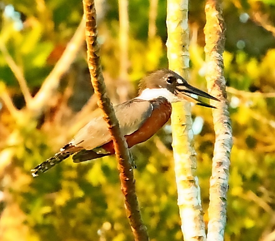 Martin-pêcheur à ventre roux - ML405261601