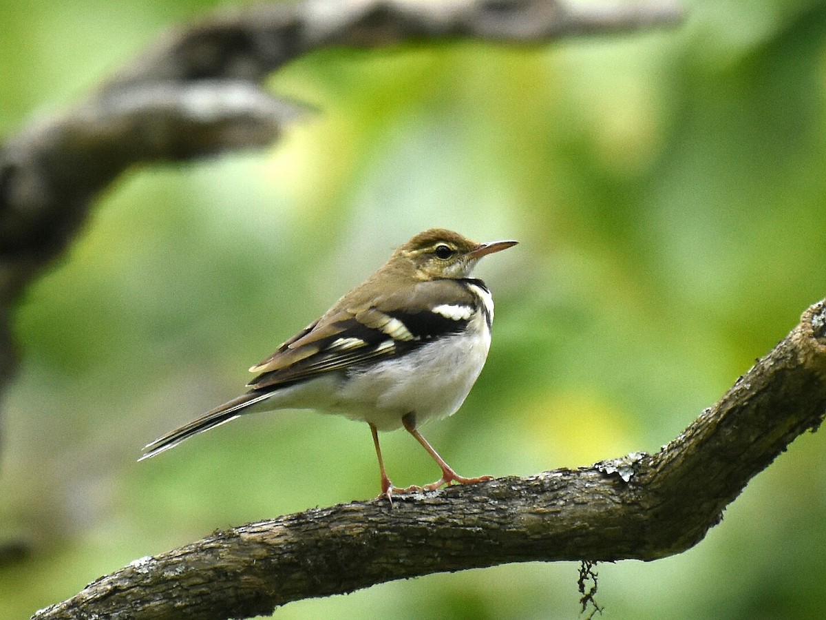 Forest Wagtail - Renuka Vijayaraghavan