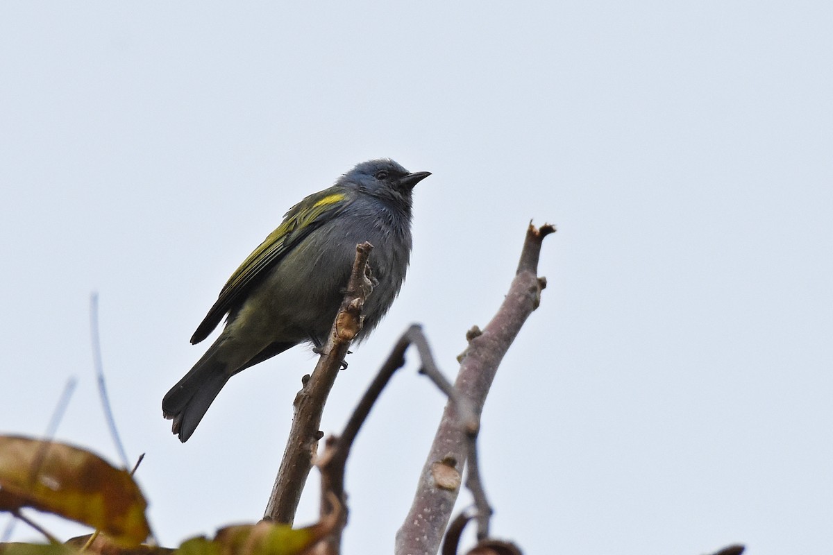 Golden-chevroned Tanager - ML405264691