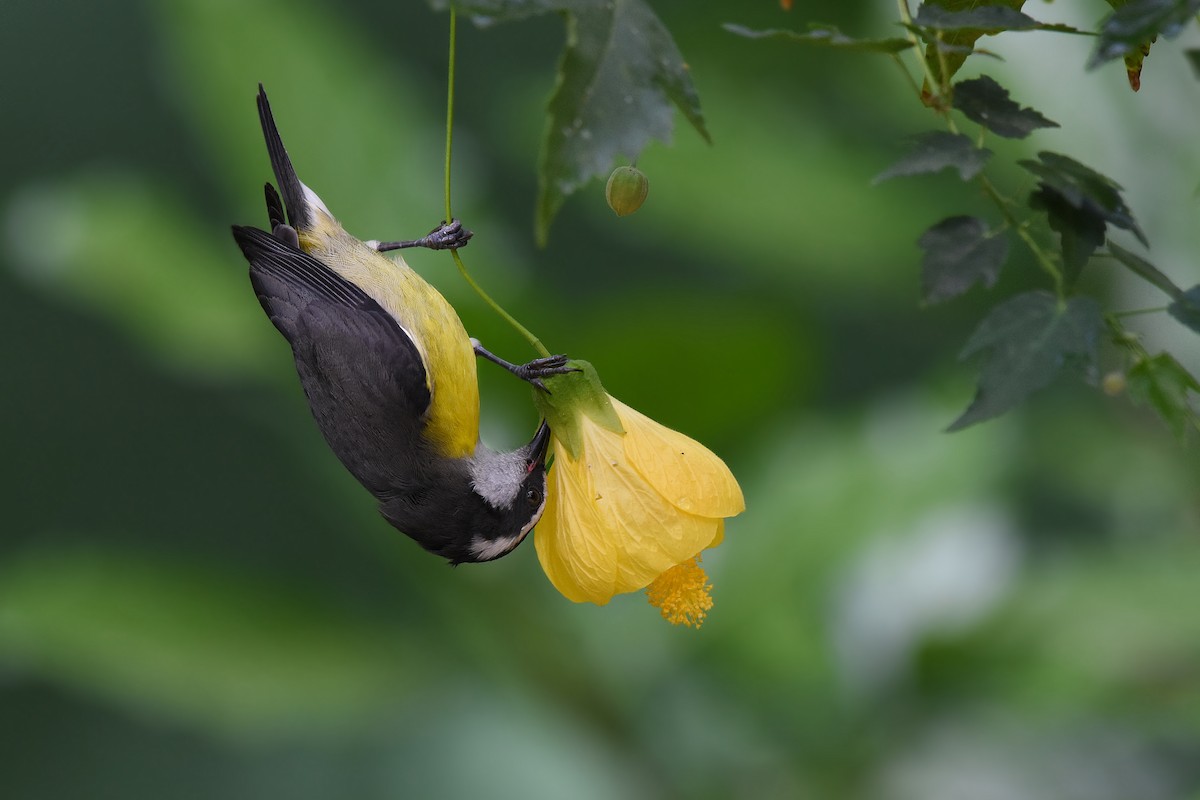 Bananaquit - ML405265101