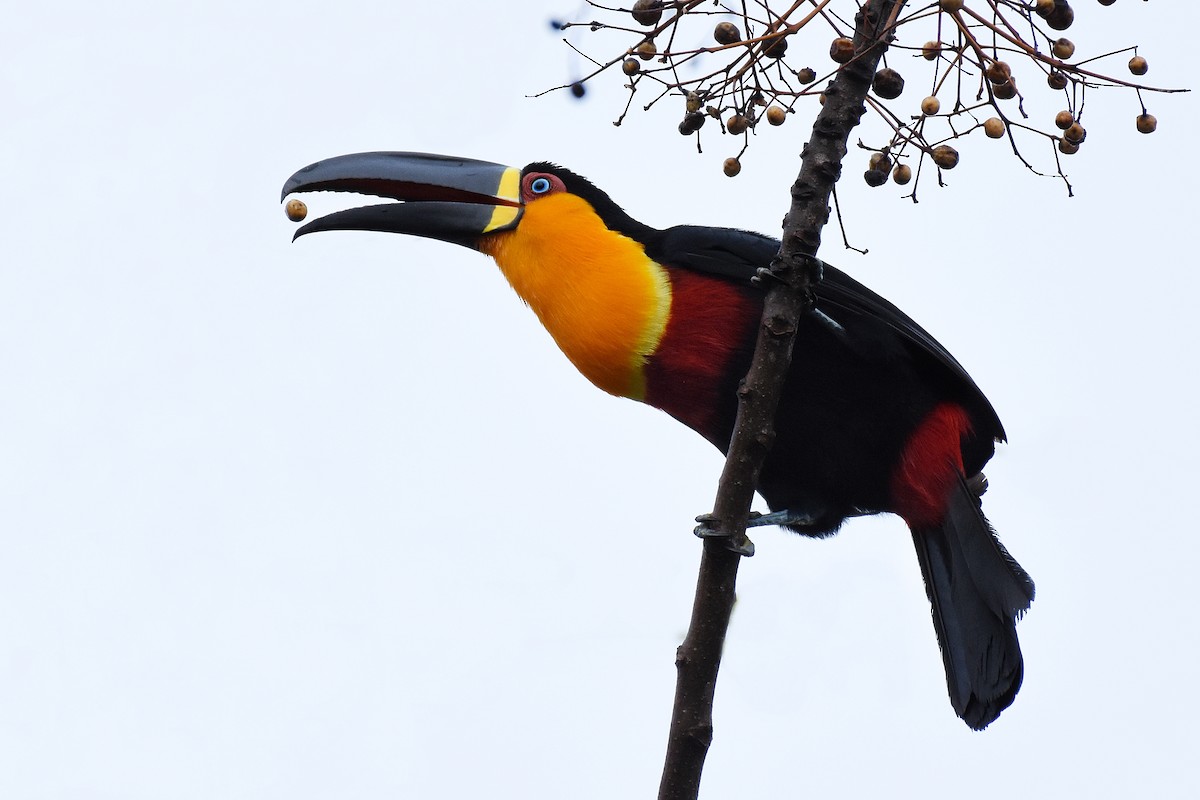 Channel-billed Toucan - ML405265401