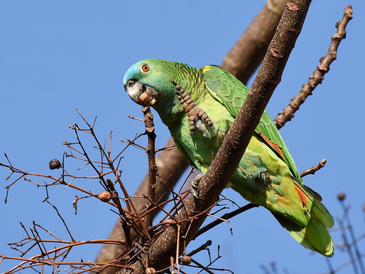 Turquoise-fronted Parrot - ML405265711