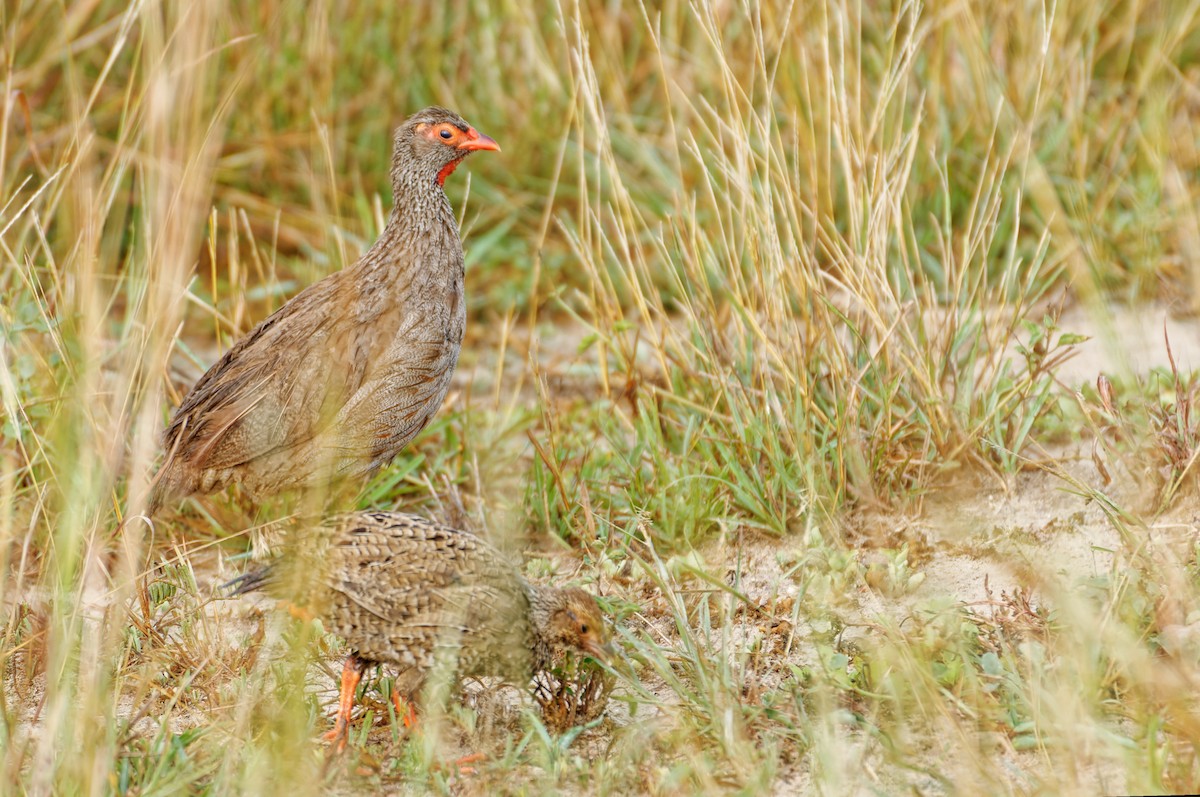 Red-necked Spurfowl - ML405266031
