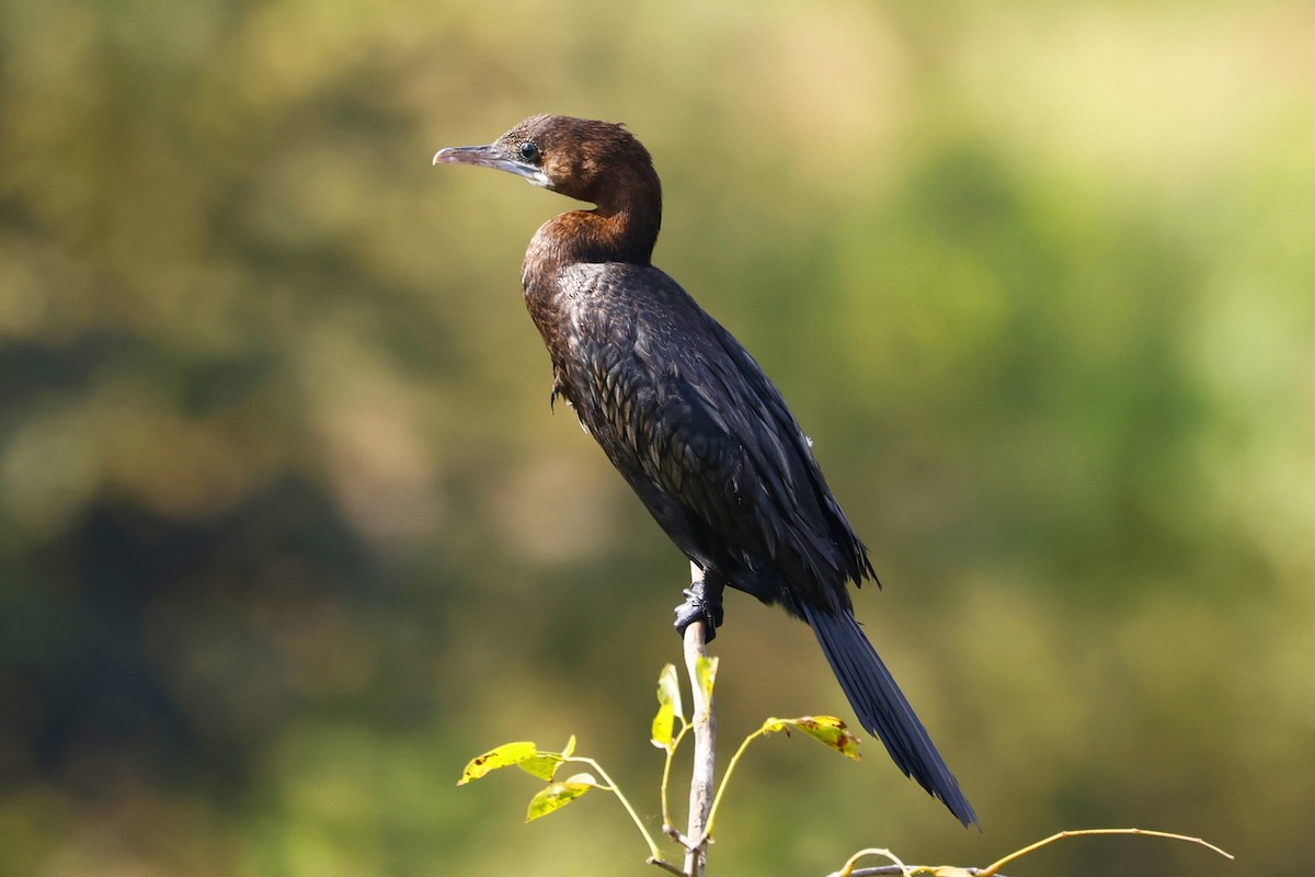 Little Cormorant - Kakul Paul