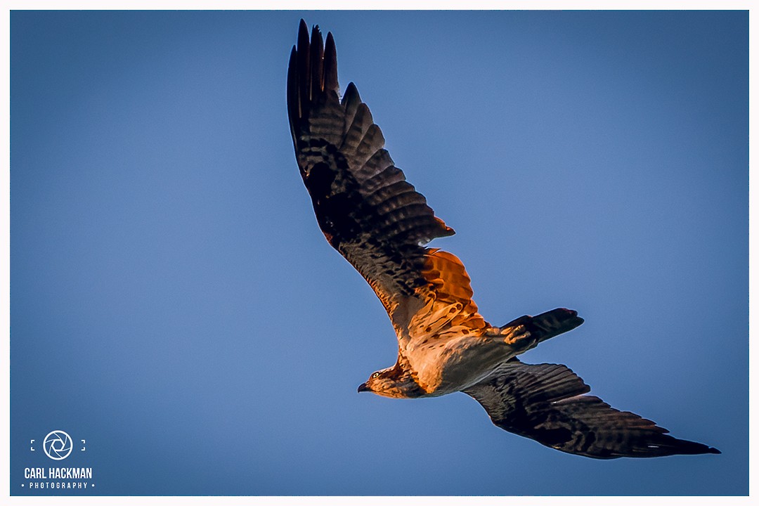 Osprey - ML405268051