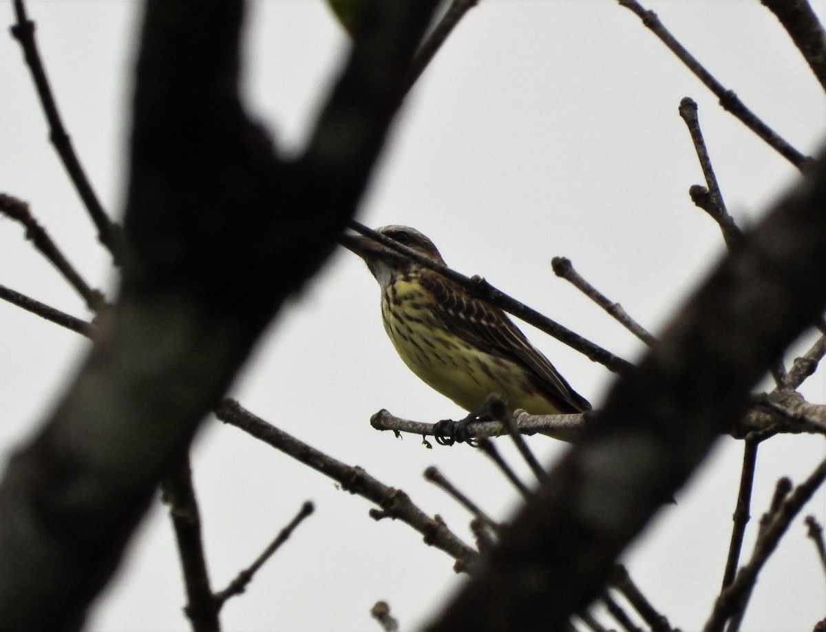 Sulphur-bellied Flycatcher - Jose Fernando Sanchez O.