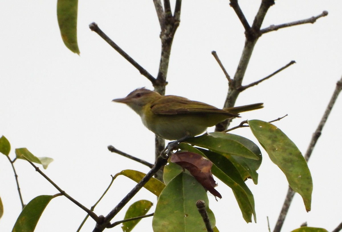 Sarı Böğürlü Vireo - ML405268381