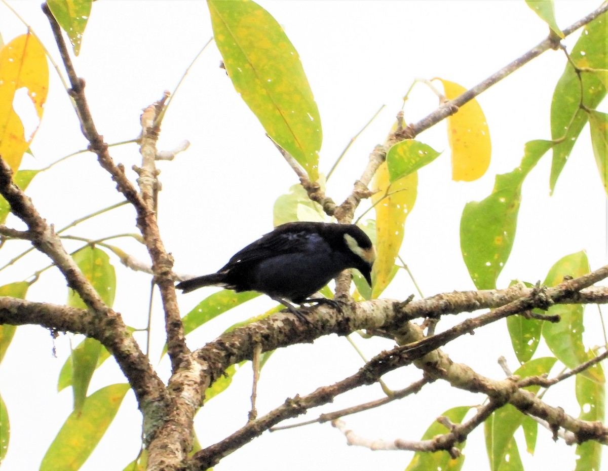 Opal-crowned Tanager - Jose Fernando Sanchez O.