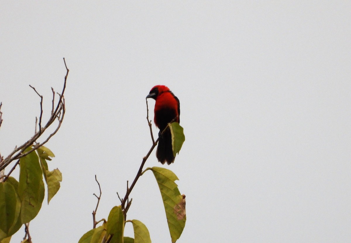 Masked Crimson Tanager - Jose Fernando Sanchez O.