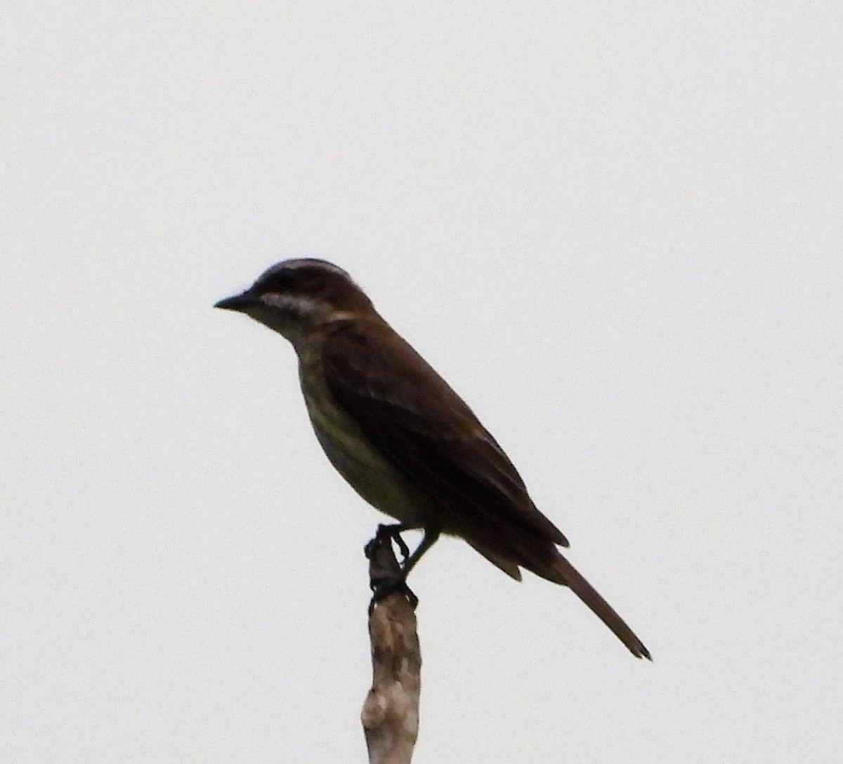 Piratic Flycatcher - ML405269001