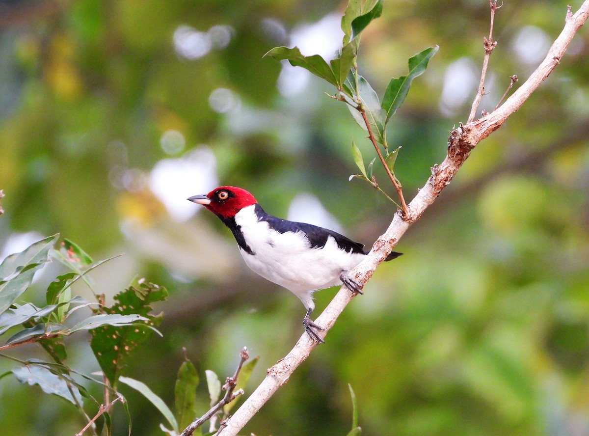 Red-capped Cardinal - Jose Fernando Sanchez O.