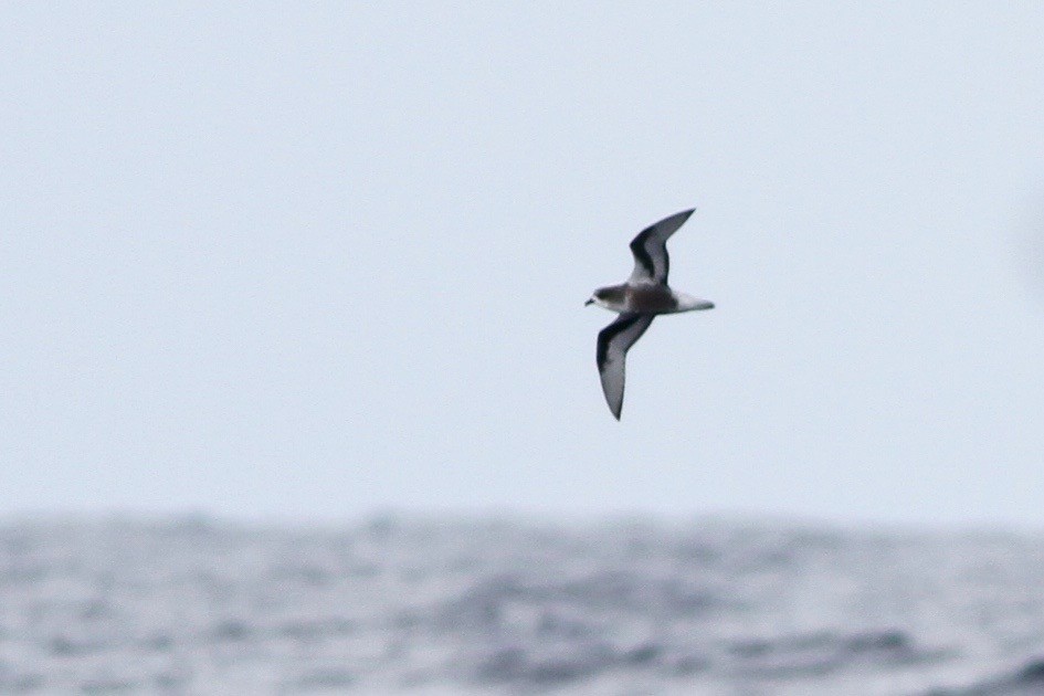 Mottled Petrel - ML40526951