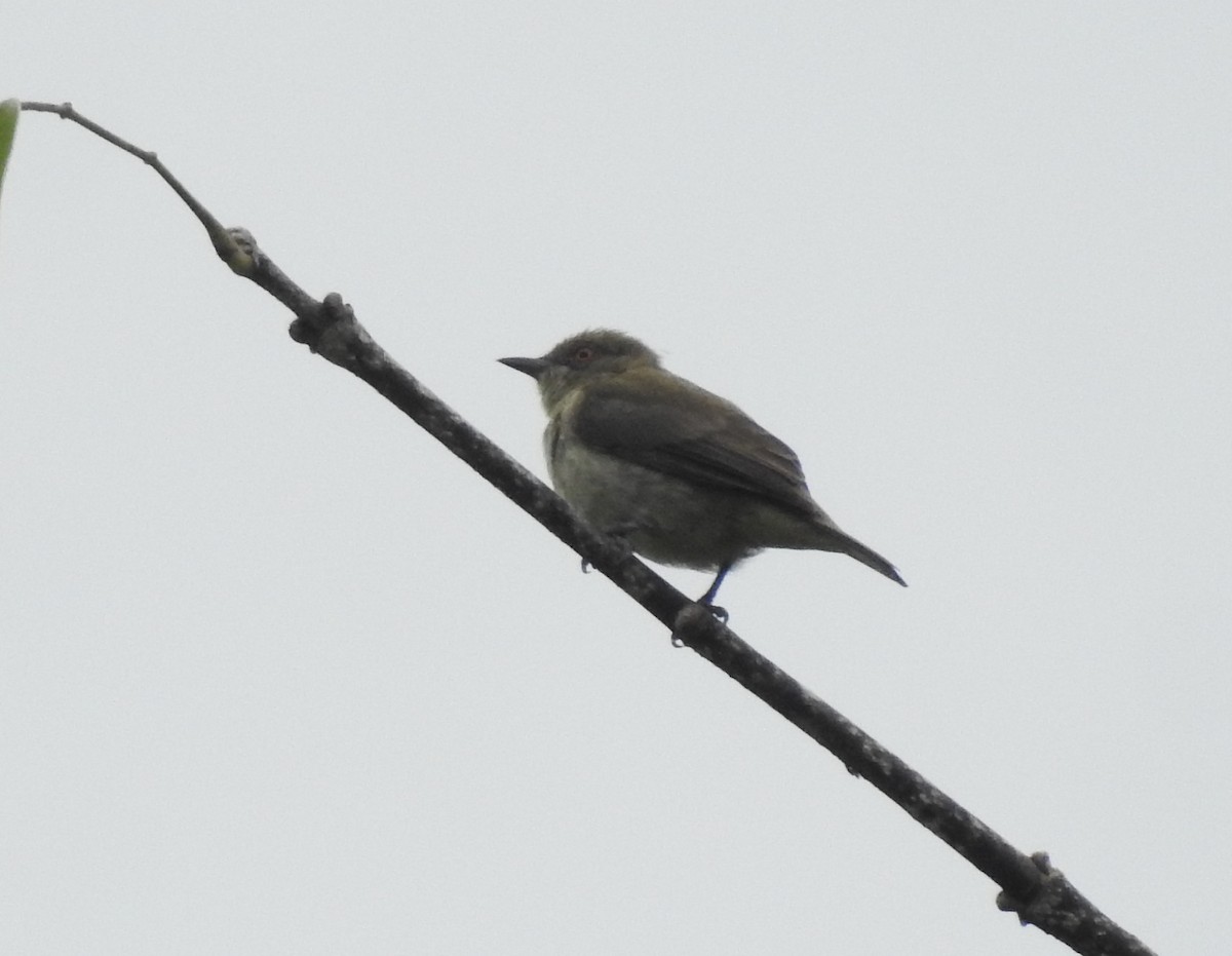 Dacnis à coiffe bleue - ML405269571