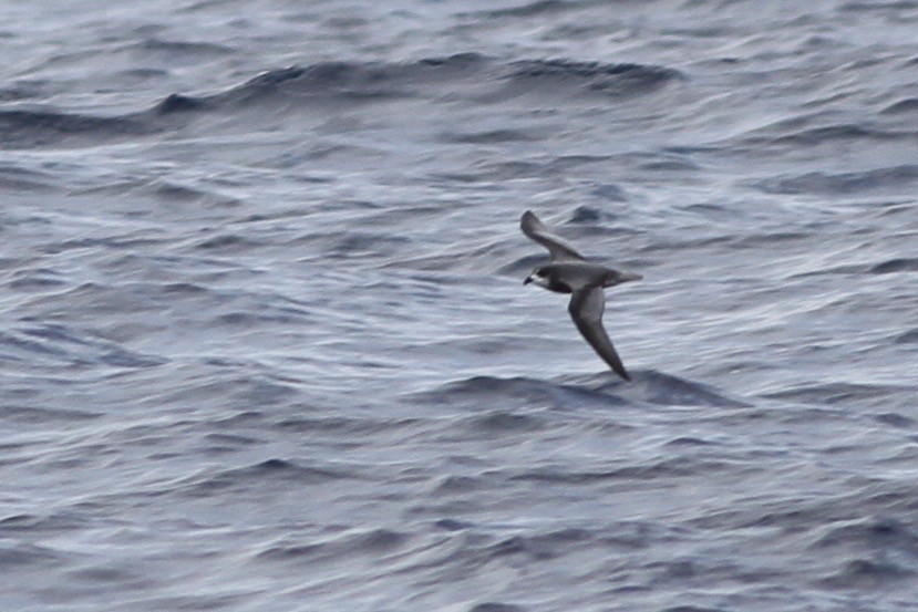 Petrel Moteado - ML40526961