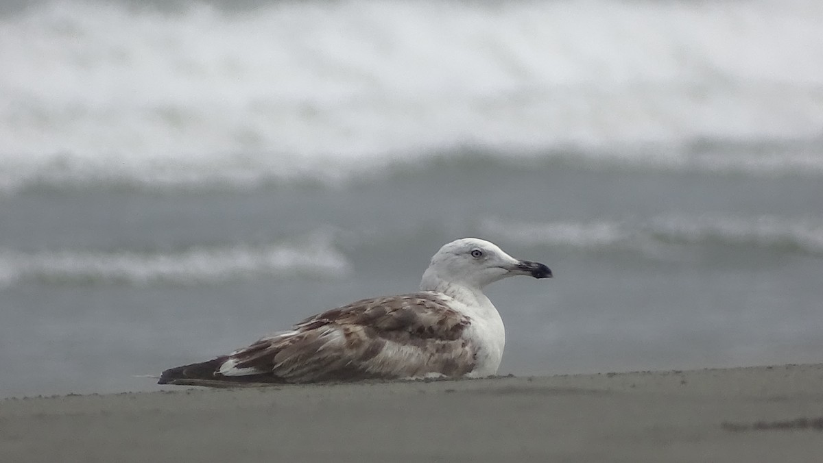 Lesser Black-backed Gull - ML405270501