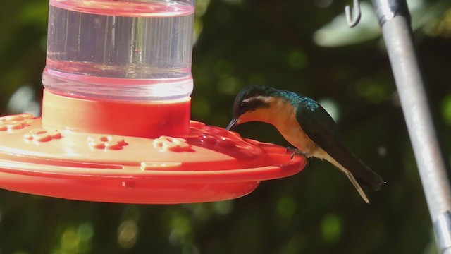 Colibrí Ventricastaño - ML405270771