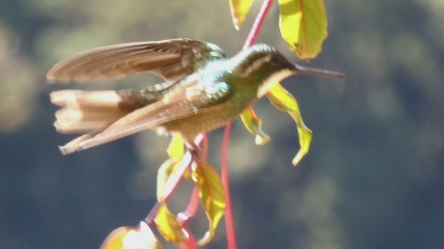 Colibrí Ventricastaño - ML405271791