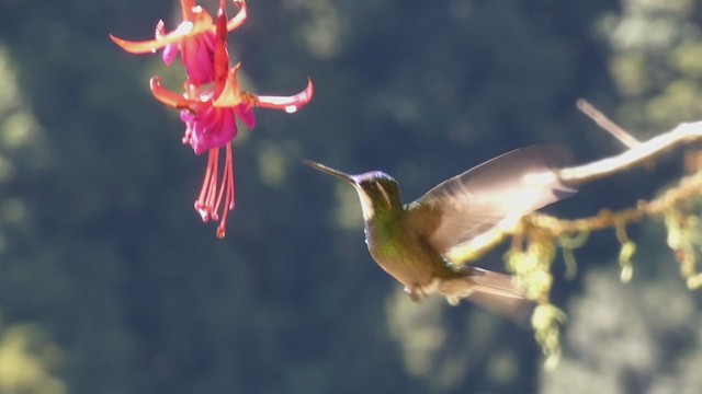 kolibřík pokřovní - ML405271801