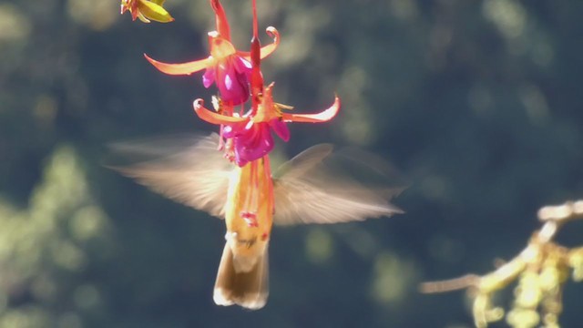 kolibřík pokřovní - ML405271821
