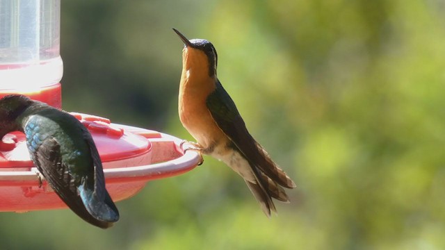 Colibrí Ventricastaño - ML405271831