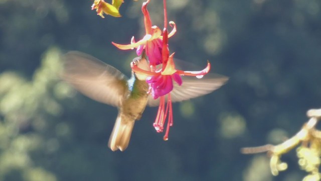 Colibri à ventre châtain - ML405271911