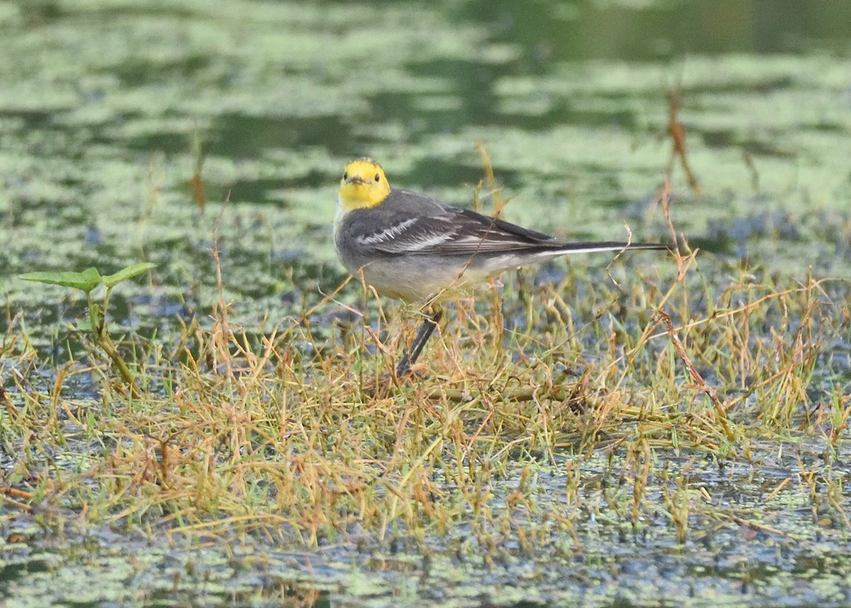 Citrine Wagtail - ML405272071