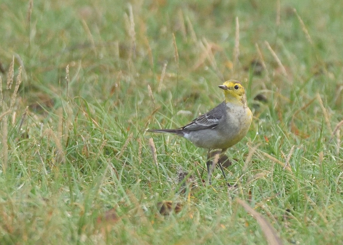 Citrine Wagtail - ML405272121