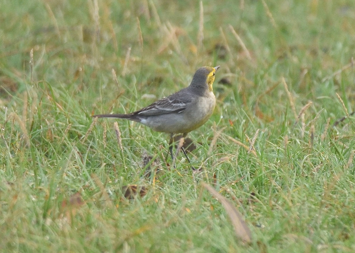 Citrine Wagtail - ML405272191