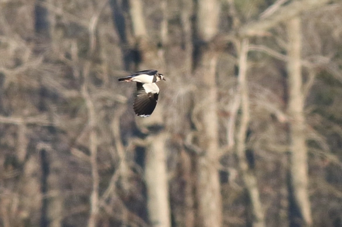 Northern Lapwing - ML405272201