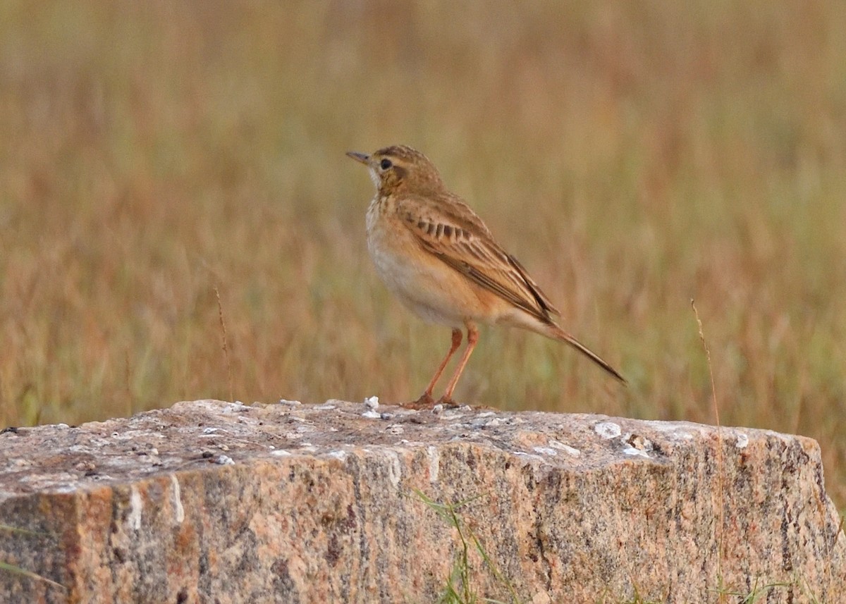 Paddyfield Pipit - ML405272241