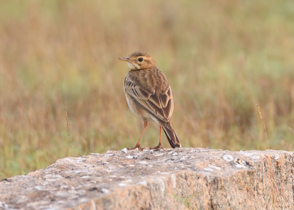 Paddyfield Pipit - ML405272291