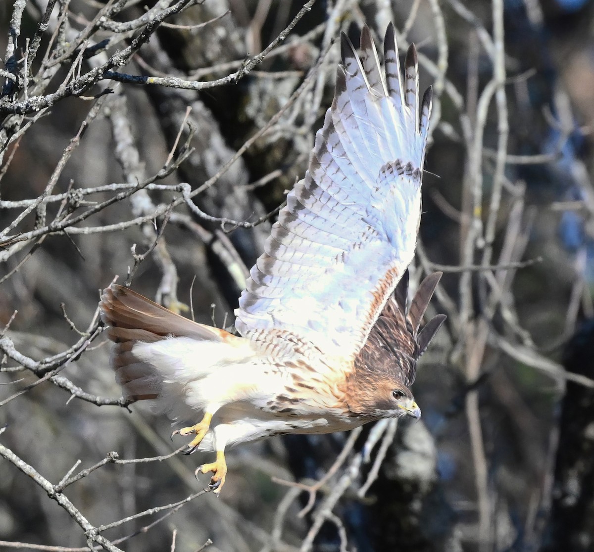 Red-tailed Hawk - ML405272351