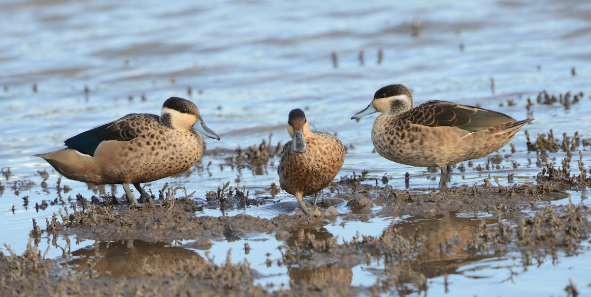 Blue-billed Teal - ML405272481