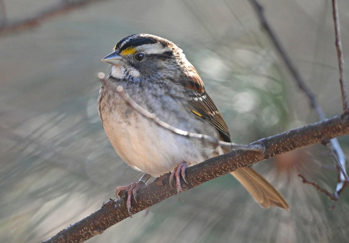 White-throated Sparrow - ML405272521