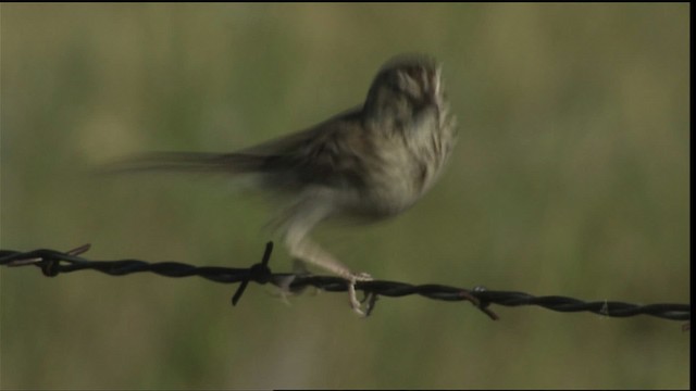 Vesper Sparrow - ML405273